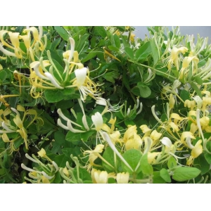 金银花要怎么浇水？金银花浇水方法介绍