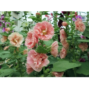 蜀葵要怎么种？蜀葵的种植方法