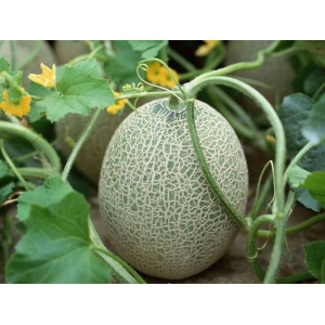 种植哈密瓜要怎么管理？哈密瓜的种植管理方法