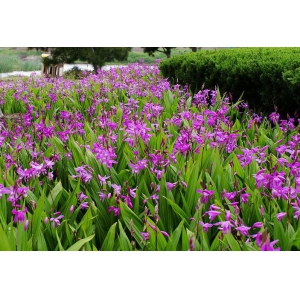 白芨要怎么种？白芨的种植技术方法