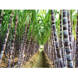甘蔗田要怎么施用除草剂除草