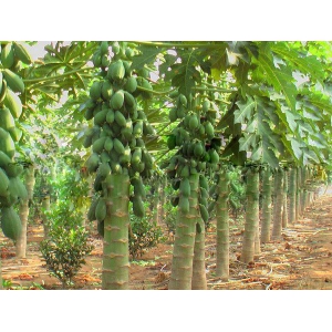 木瓜要怎么种？木瓜种植