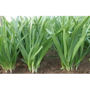 韭菜要选哪个品种才长得快？韭菜的品种选择和种植方法