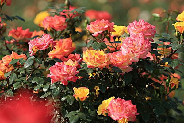怎么让月季花开出多种颜色来(图1) 怎么让月季花开出多种颜色来(图1)
